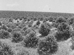 FMN_YYYY-MM-DD_096-183_FMN16mm-02277_023_WhatleyCarlosCoffeePlantationBrazil_Package_HD.mov