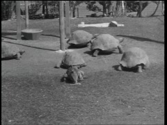 FMN_1935-03-12_024-797_MTA03414-B_BermudaGovermentAquarium.mov