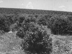 FMN_YYYY-MM-DD_096-183_FMN16mm-02278_025_WhatleyCarlosplantation_B-Roll_HD.mov