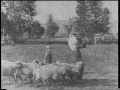 FMN_1929-08-16_003-353_MTA04858-B_OrphanLambs.mov